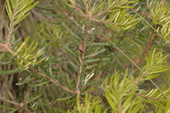 Banksia cunninghamii