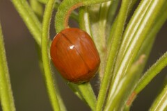 Paropsisterna aequalis