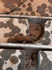Gehyra variegata