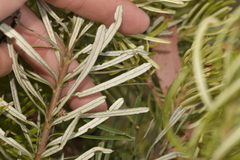 Banksia cunninghamii