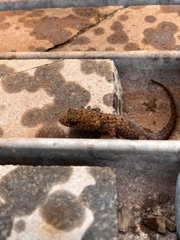 Gehyra variegata