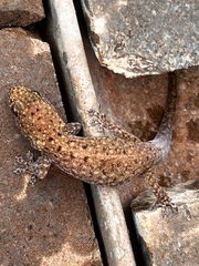 Gehyra variegata