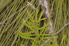 Banksia cunninghamii