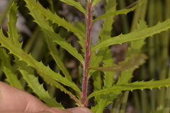 Banksia cunninghamii