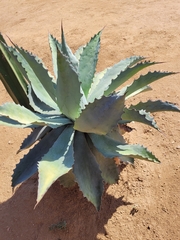 Agave seemanniana