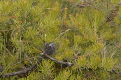 Banksia cunninghamii