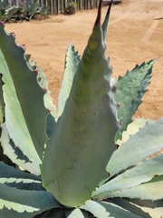 Agave seemanniana
