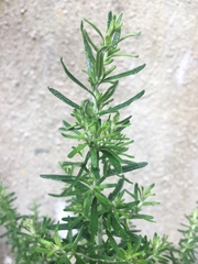 Ozothamnus