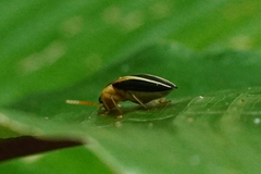 Semiotus bilineatus
