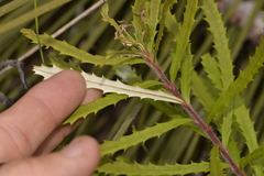 Banksia cunninghamii