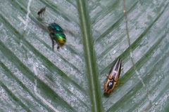 Semiotus bilineatus