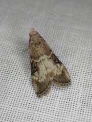 Heteromicta tripartitella