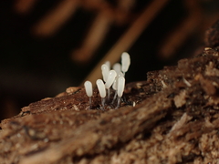 Stemonitopsis typhina