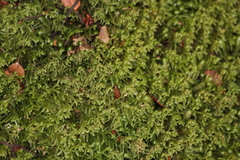 Lepidoziaceae