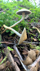 Psathyrella longipes