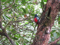 Trogon comptus