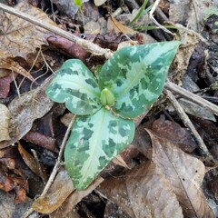 Trillium underwoodii