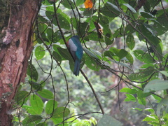Trogon comptus