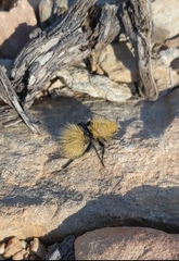 Dasymutilla eminentia