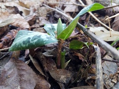 Trillium underwoodii