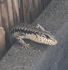 Concinnia tenuis