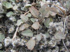 Convolvulus verecundus