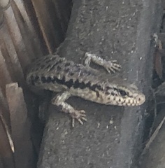 Concinnia tenuis