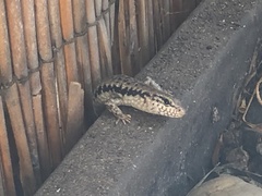 Concinnia tenuis