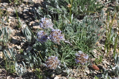 Ipomopsis globularis