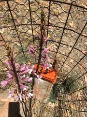 Dipodium pardalinum