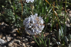 Ipomopsis globularis