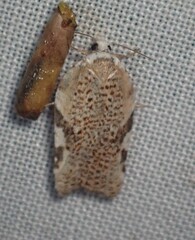 Acleris cervinana