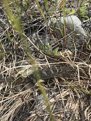 Woodworthia southern alps