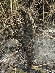 Woodworthia southern alps