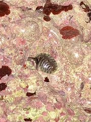 Chiton