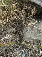 Woodworthia southern alps