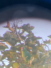 Amazona autumnalis salvini