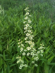 Veratrum hybridum