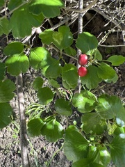 Ribes speciosum