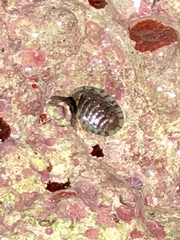 Chiton