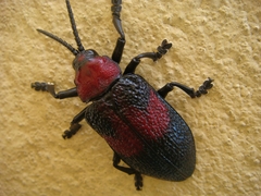 Coraliomela aeneoplagiata
