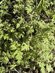 Hydrophylloideae