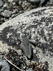 Brachaspis robustus