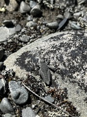 Brachaspis robustus