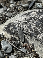 Brachaspis robustus