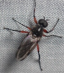 Bibio femoratus