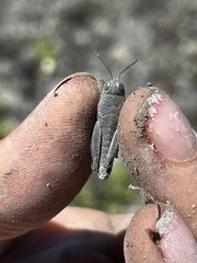 Brachaspis robustus