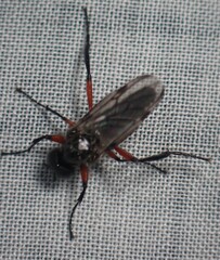 Bibio femoratus