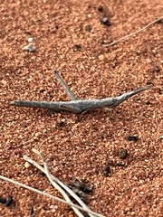 Warramaba