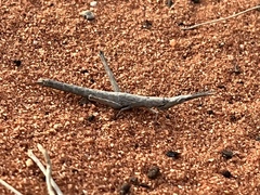 Warramaba